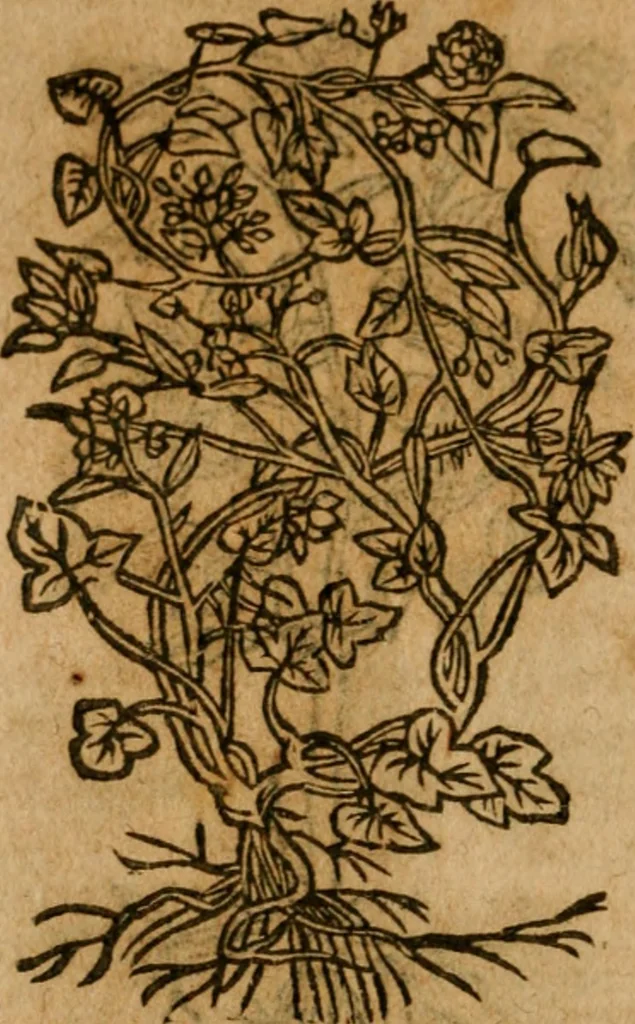 An illustration from Andreae Alciati i.v.c. emblemata, 1614, leaf 733