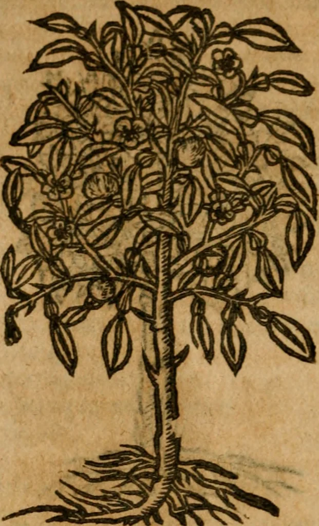 An illustration from Andreae Alciati i.v.c. emblemata, 1614, leaf 737