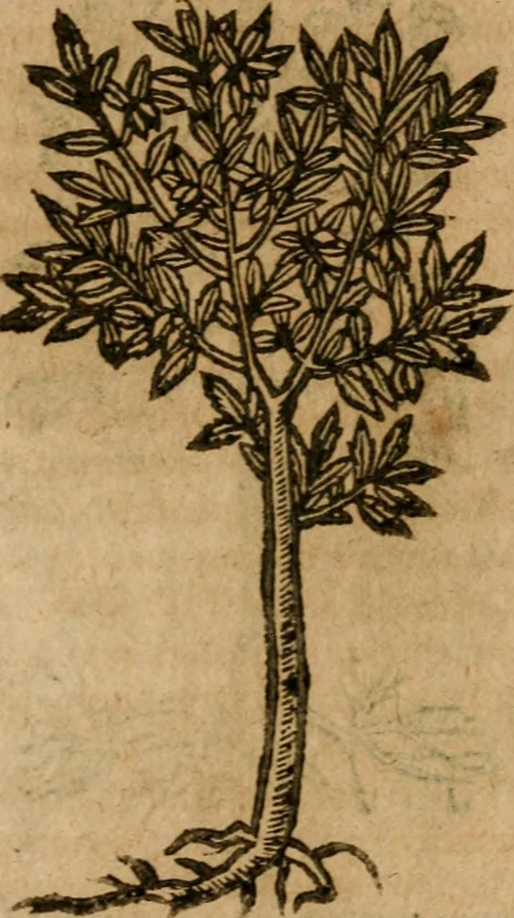 An illustration from Andreae Alciati i.v.c. emblemata, 1614, leaf 742