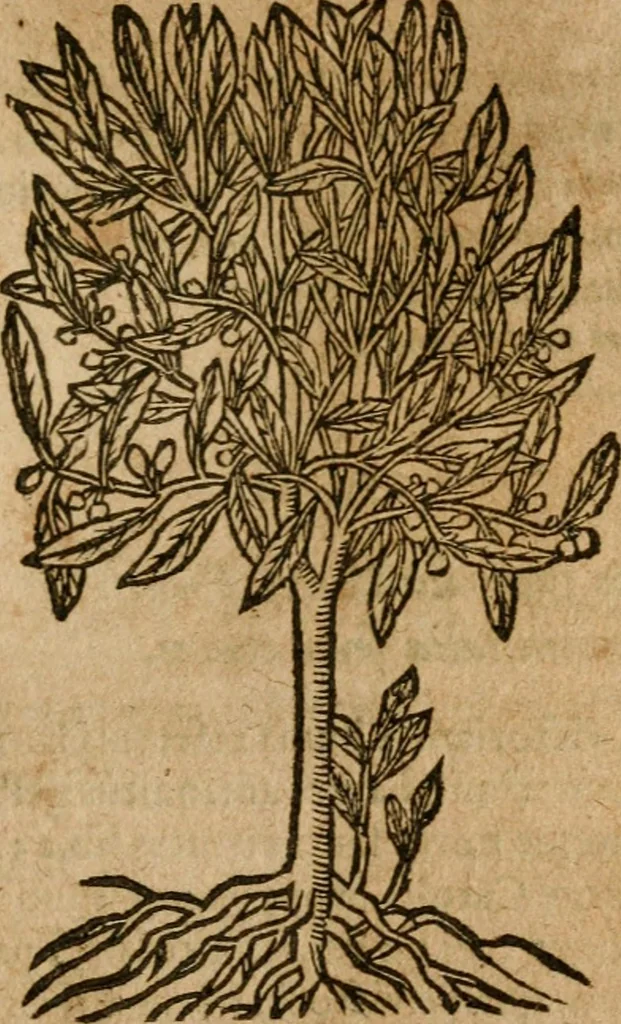 An illustration from Andreae Alciati i.v.c. emblemata, 1614, leaf 744