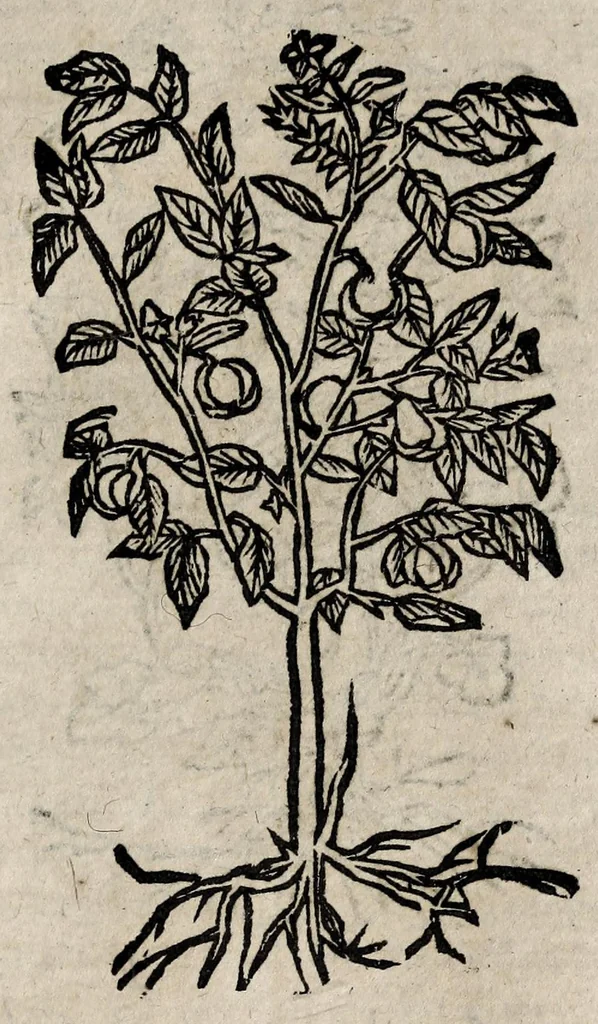 An illustration from Andreae Alciati v.c. Emblemata, 1600, leaf 735