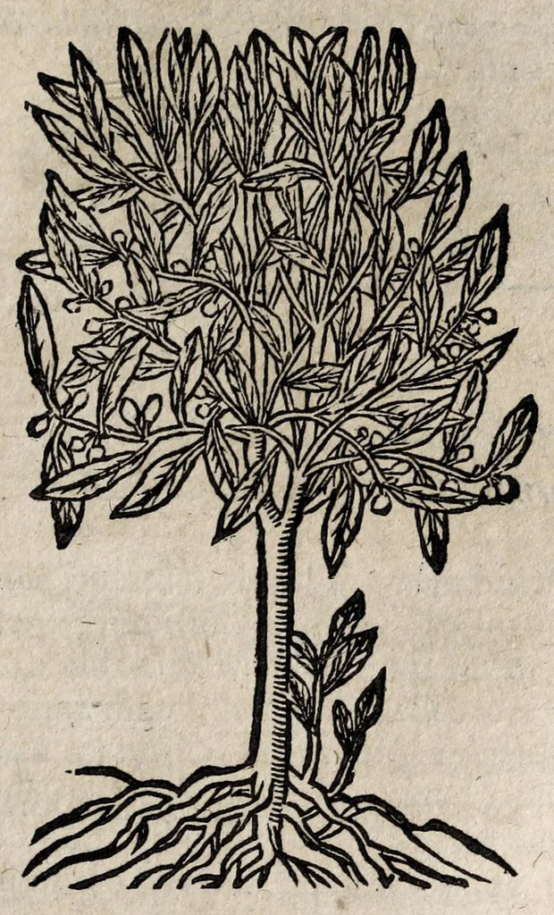 An illustration from Andreae Alciati v.c. Emblemata, 1600, leaf 747