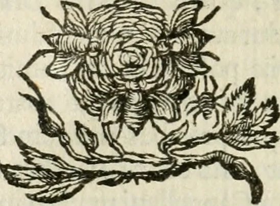 An illustration from Andreae Maximiliani Fredro castellani Leopoliensis, Scriptorum seu togae & belli notationum fragmenta : accesserunt Peristromata regum symbolis expressa, 1660, leaf 119