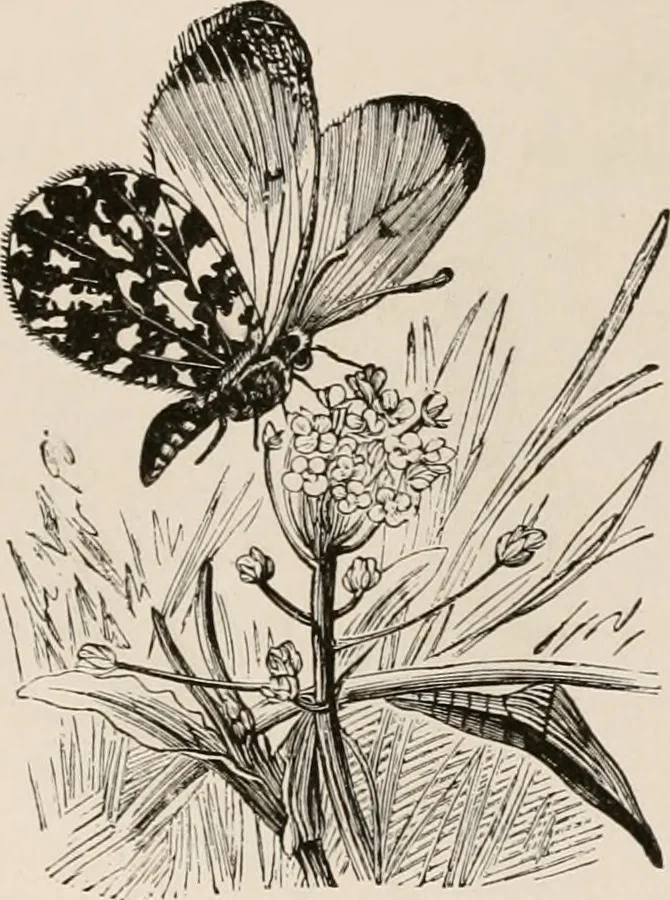 An illustration from Animal coloration; an account of the principal facts and theories relating to the colours and markings of animals, 1892, leaf 100