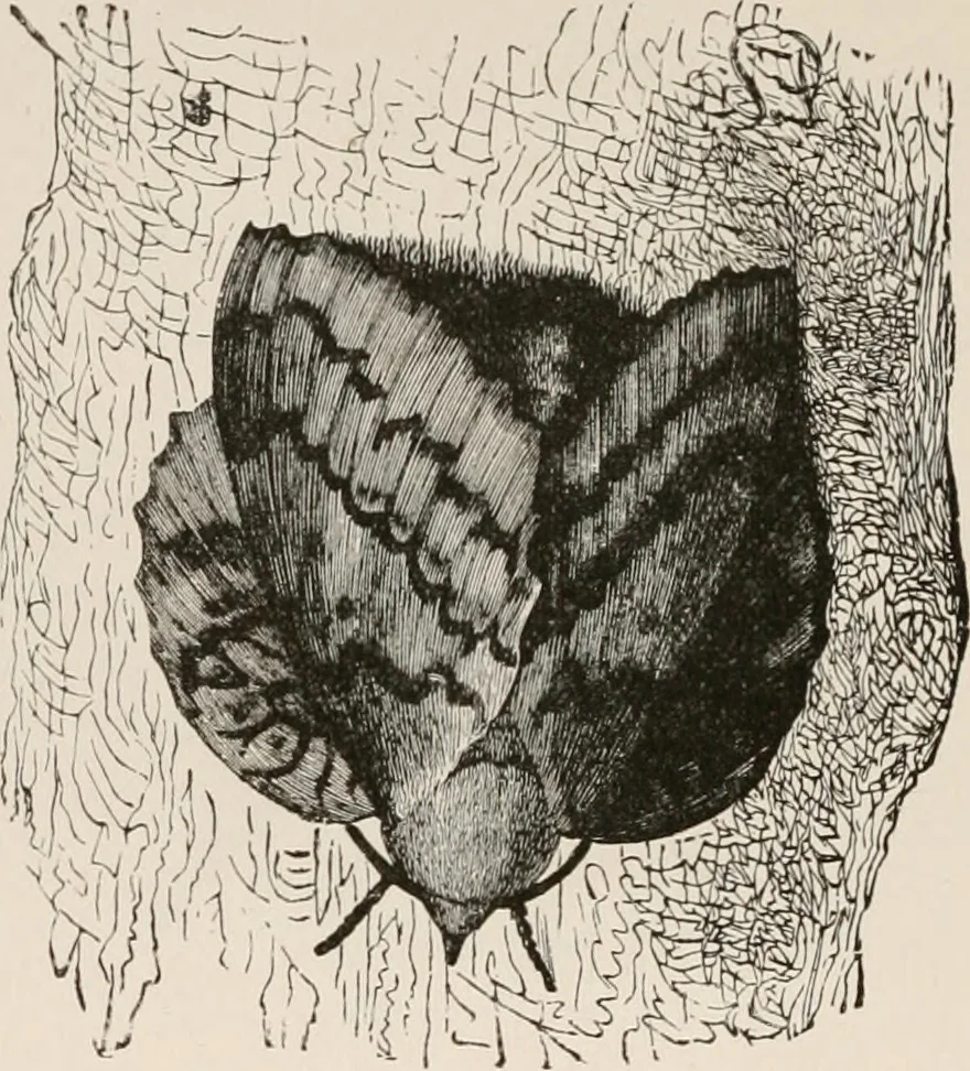 An illustration from Animal coloration; an account of the principal facts and theories relating to the colours and markings of animals, 1892, leaf 101