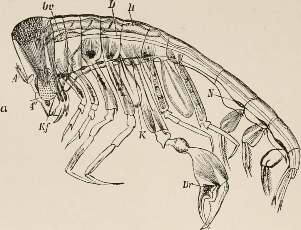 An illustration from Animal coloration; an account of the principal facts and theories relating to the colours and markings of animals, 1892, leaf 137