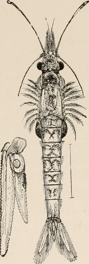An illustration from Animal coloration; an account of the principal facts and theories relating to the colours and markings of animals, 1892, leaf 138