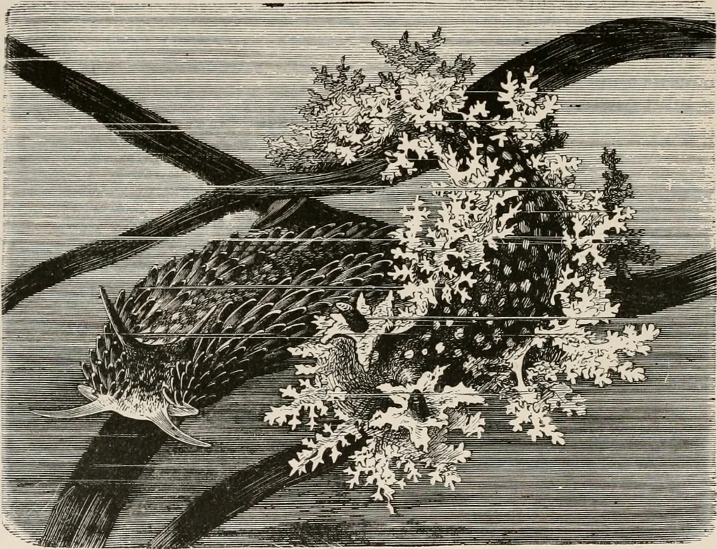 An illustration from Animal coloration; an account of the principal facts and theories relating to the colours and markings of animals, 1892, leaf 141