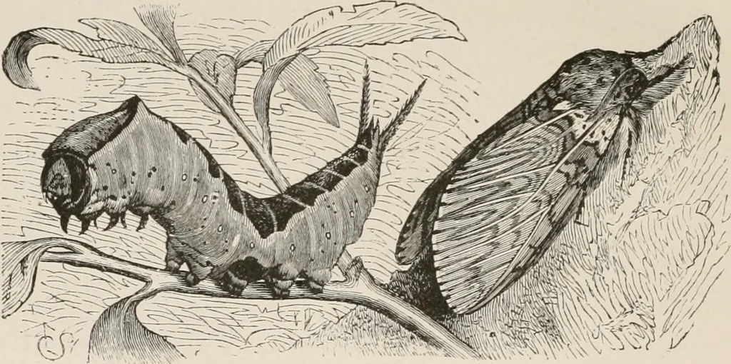 An illustration from Animal coloration; an account of the principal facts and theories relating to the colours and markings of animals, 1892, leaf 147