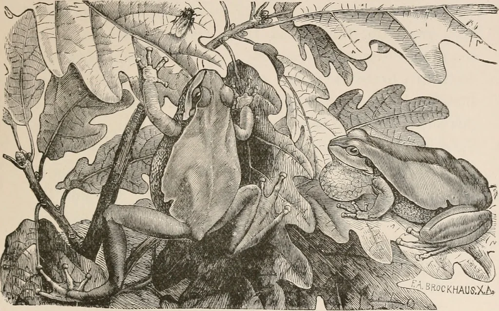 An illustration from Animal coloration; an account of the principal facts and theories relating to the colours and markings of animals, 1892, leaf 160