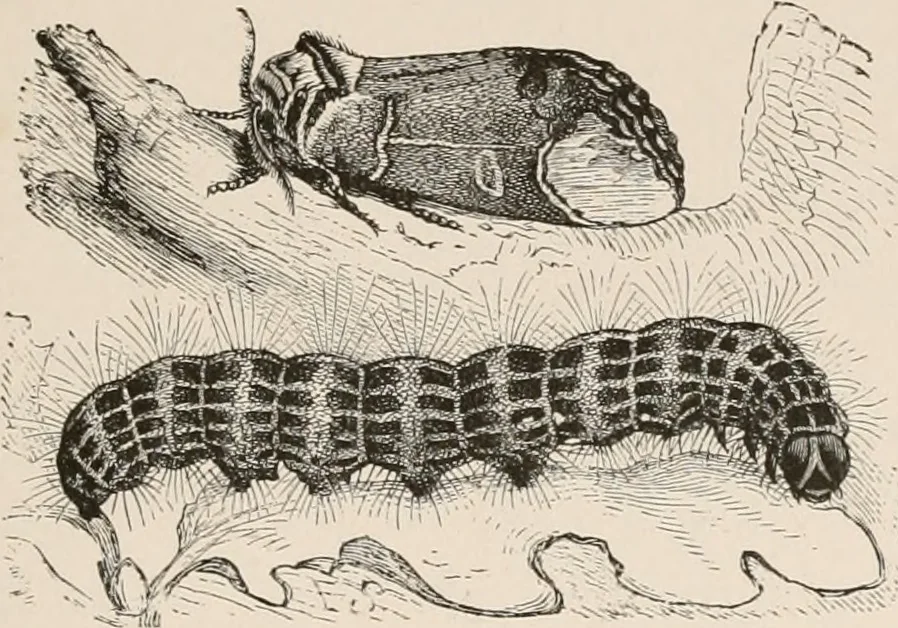 An illustration from Animal coloration; an account of the principal facts and theories relating to the colours and markings of animals, 1892, leaf 166
