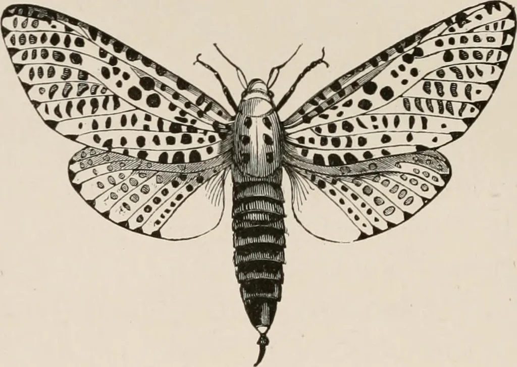 An illustration from Animal coloration; an account of the principal facts and theories relating to the colours and markings of animals, 1892, leaf 173