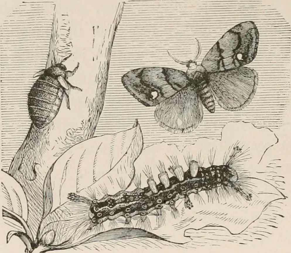 An illustration from Animal coloration; an account of the principal facts and theories relating to the colours and markings of animals, 1892, leaf 175