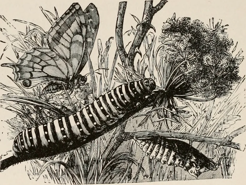 An illustration from Animal coloration; an account of the principal facts and theories relating to the colours and markings of animals, 1892, leaf 185