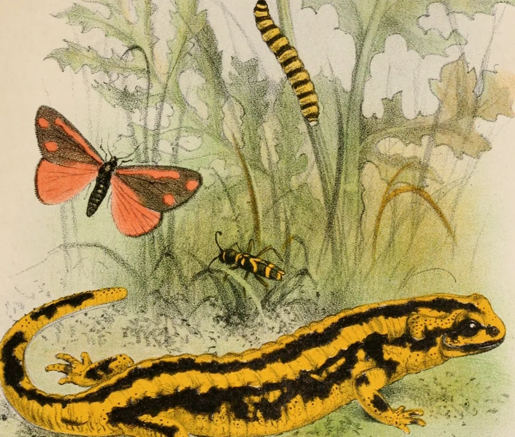 An illustration from Animal coloration; an account of the principal facts and theories relating to the colours and markings of animals, 1892, leaf 188