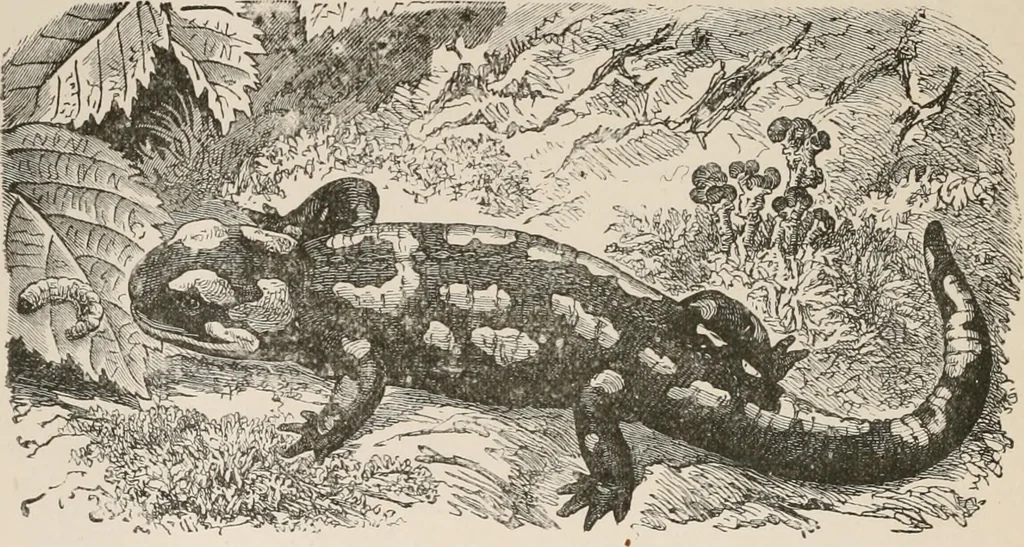 An illustration from Animal coloration; an account of the principal facts and theories relating to the colours and markings of animals, 1892, leaf 201