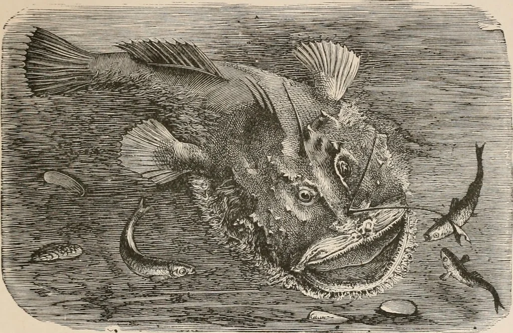 An illustration from Animal coloration; an account of the principal facts and theories relating to the colours and markings of animals, 1892, leaf 206