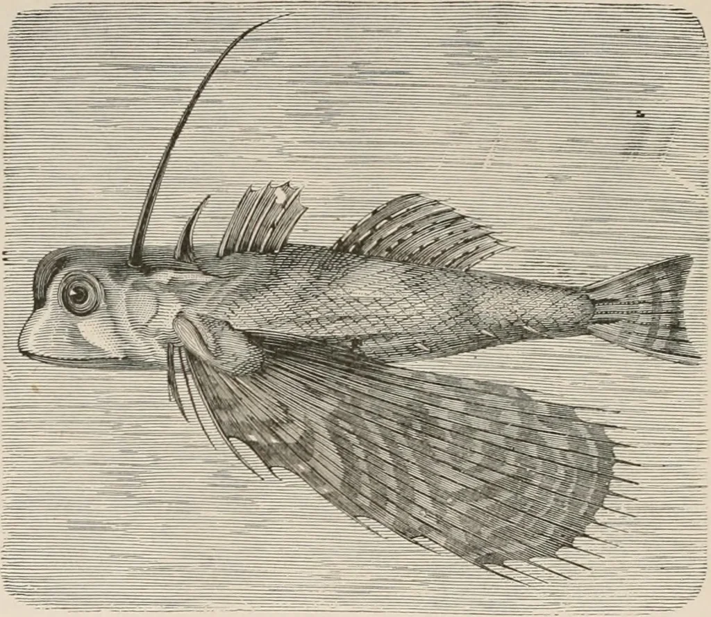 An illustration from Animal coloration; an account of the principal facts and theories relating to the colours and markings of animals, 1892, leaf 209