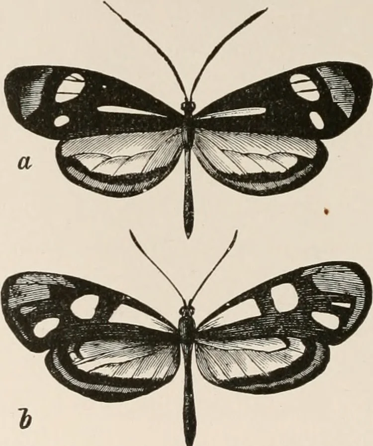 An illustration from Animal coloration; an account of the principal facts and theories relating to the colours and markings of animals, 1892, leaf 211