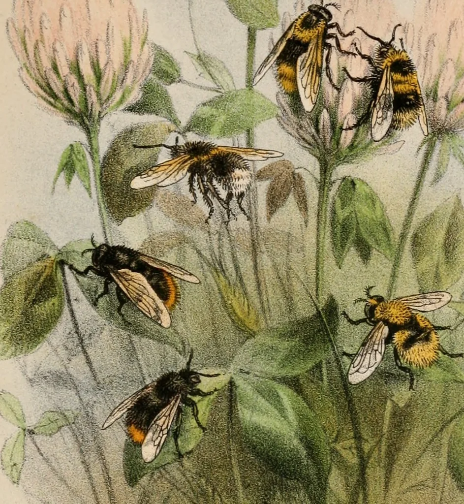 An illustration from Animal coloration; an account of the principal facts and theories relating to the colours and markings of animals, 1892, leaf 244
