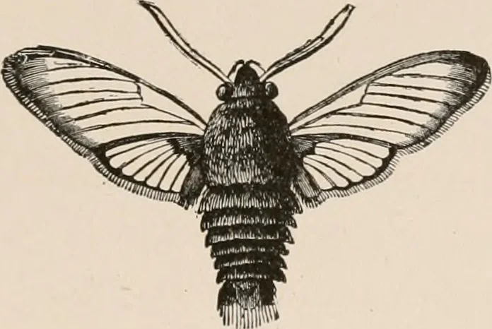 An illustration from Animal coloration; an account of the principal facts and theories relating to the colours and markings of animals, 1892, leaf 264