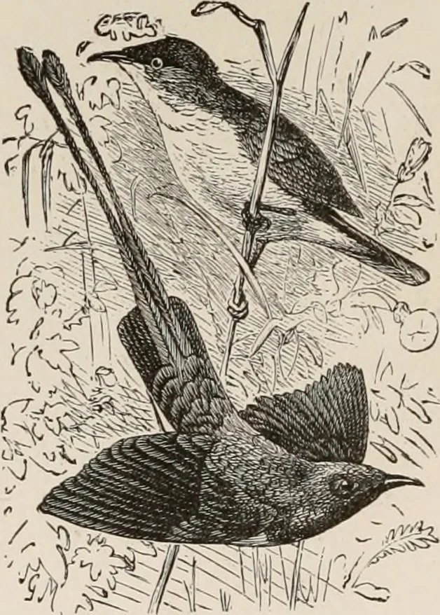 An illustration from Animal coloration; an account of the principal facts and theories relating to the colours and markings of animals, 1892, leaf 277