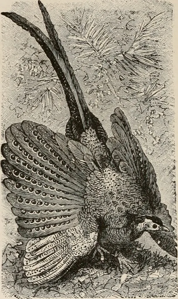 An illustration from Animal coloration; an account of the principal facts and theories relating to the colours and markings of animals, 1892, leaf 277