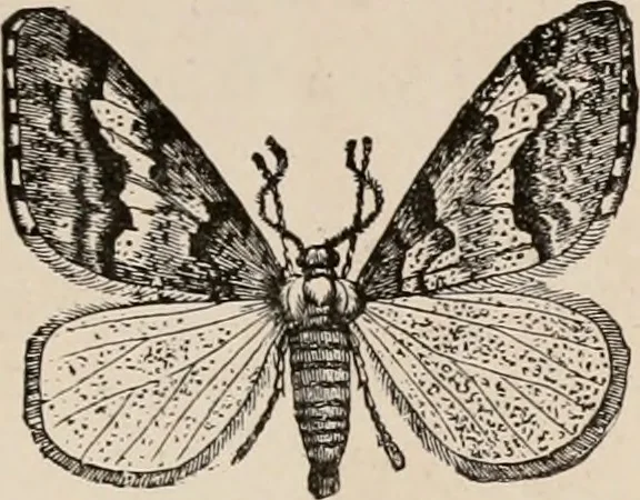 An illustration from Animal coloration; an account of the principal facts and theories relating to the colours and markings of animals, 1892, leaf 290
