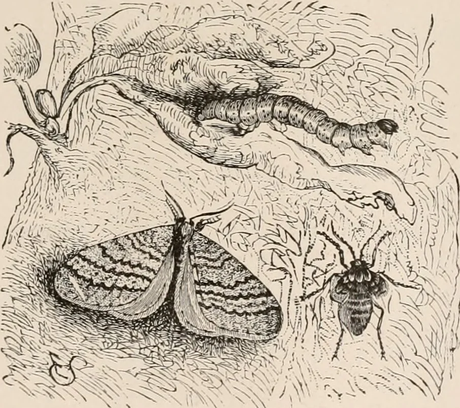 An illustration from Animal coloration; an account of the principal facts and theories relating to the colours and markings of animals, 1892, leaf 290