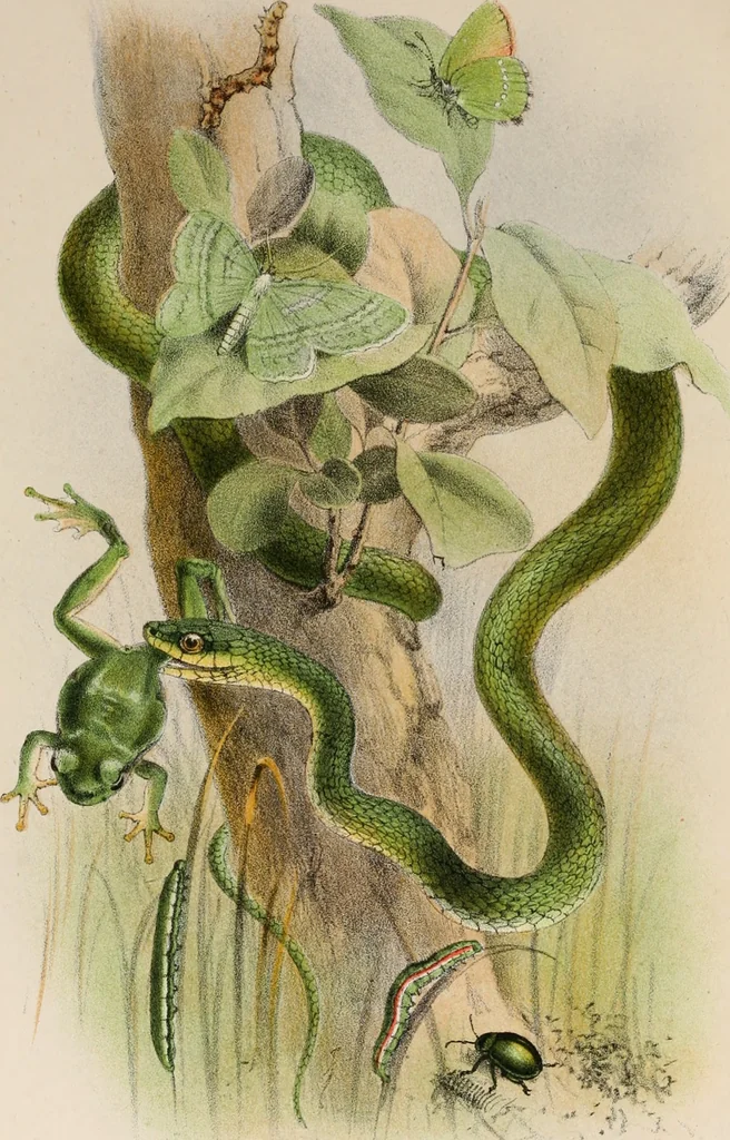 An illustration from Animal coloration; an account of the principal facts and theories relating to the colours and markings of animals, 1892, leaf 5