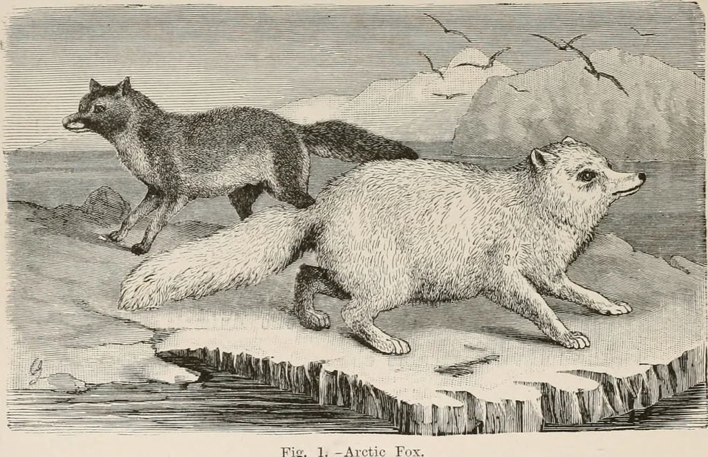 An illustration from Animal coloration; an account of the principal facts and theories relating to the colours and markings of animals, 1892, leaf 87