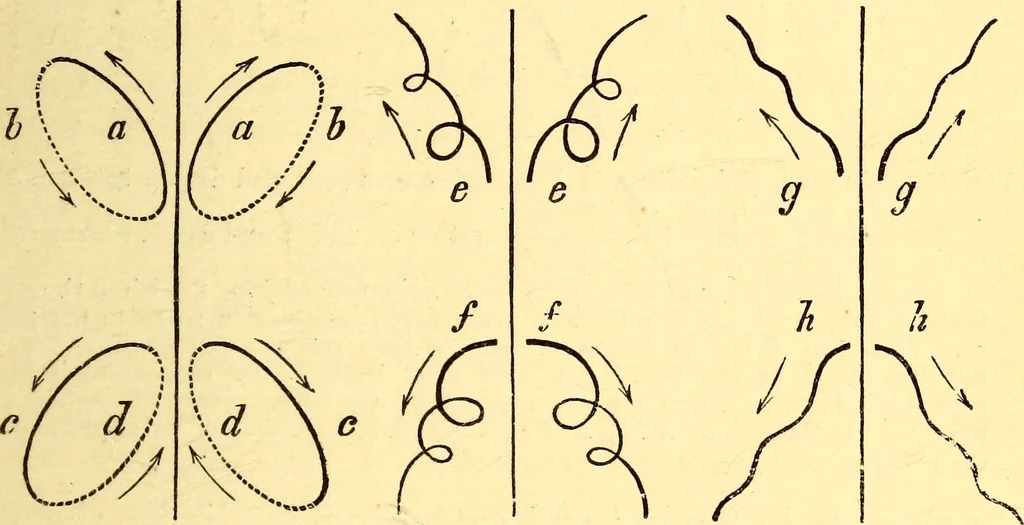 An illustration from Animal locomotion, or Walking, swimming, and flying, with a dissertation on aëronautics, 1874, leaf 106