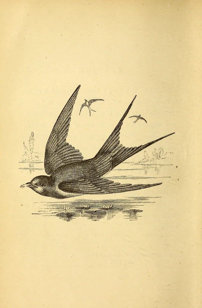 An illustration from Animal locomotion, or Walking, swimming, and flying, with a dissertation on aëronautics, 1874, leaf 11