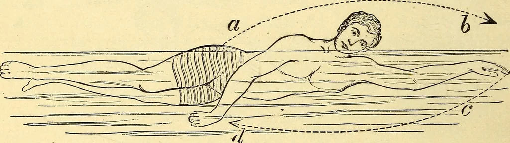 An illustration from Animal locomotion, or Walking, swimming, and flying, with a dissertation on aëronautics, 1874, leaf 111