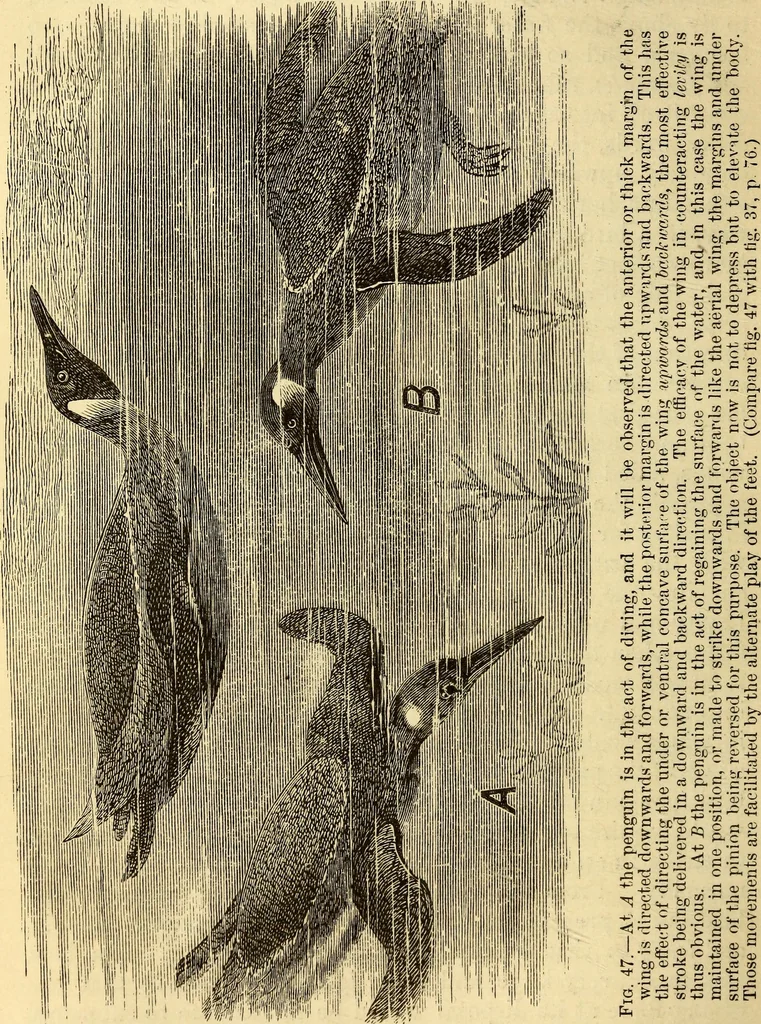 An illustration from Animal locomotion, or Walking, swimming, and flying, with a dissertation on aëronautics, 1874, leaf 119