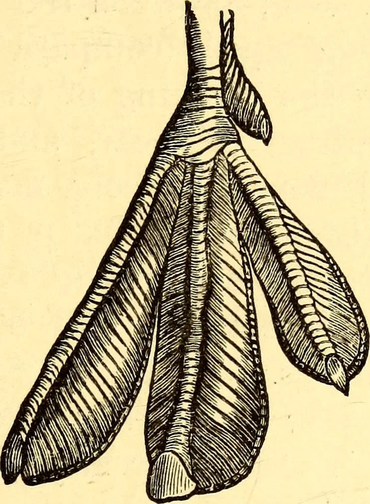 An illustration from Animal locomotion, or Walking, swimming, and flying, with a dissertation on aëronautics, 1874, leaf 122