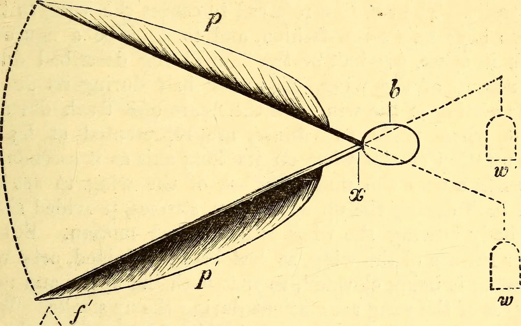 An illustration from Animal locomotion, or Walking, swimming, and flying, with a dissertation on aëronautics, 1874, leaf 130