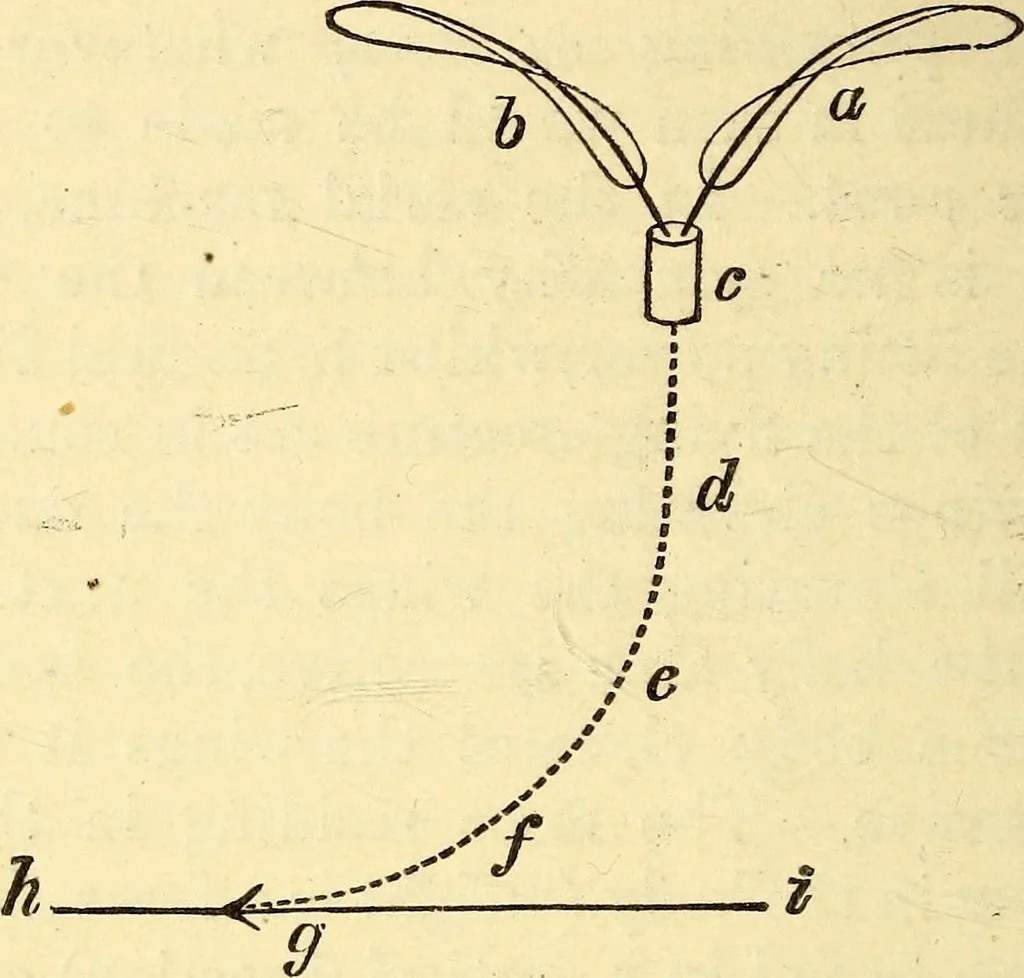 An illustration from Animal locomotion, or Walking, swimming, and flying, with a dissertation on aëronautics, 1874, leaf 137