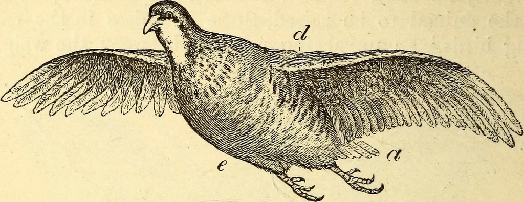 An illustration from Animal locomotion, or Walking, swimming, and flying, with a dissertation on aëronautics, 1874, leaf 151