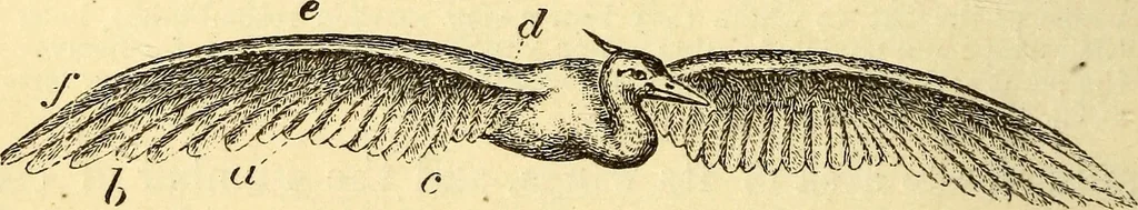 An illustration from Animal locomotion, or Walking, swimming, and flying, with a dissertation on aëronautics, 1874, leaf 151