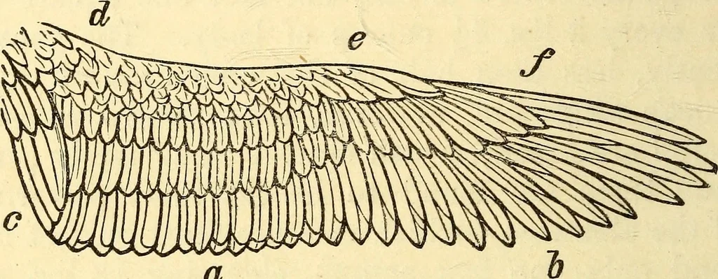 An illustration from Animal locomotion, or Walking, swimming, and flying, with a dissertation on aëronautics, 1874, leaf 161