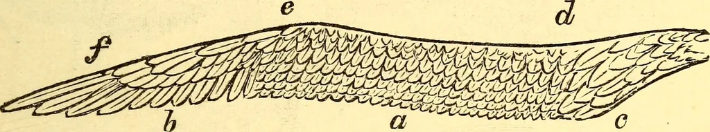 An illustration from Animal locomotion, or Walking, swimming, and flying, with a dissertation on aëronautics, 1874, leaf 162