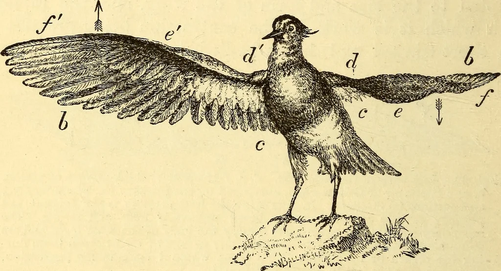 An illustration from Animal locomotion, or Walking, swimming, and flying, with a dissertation on aëronautics, 1874, leaf 163