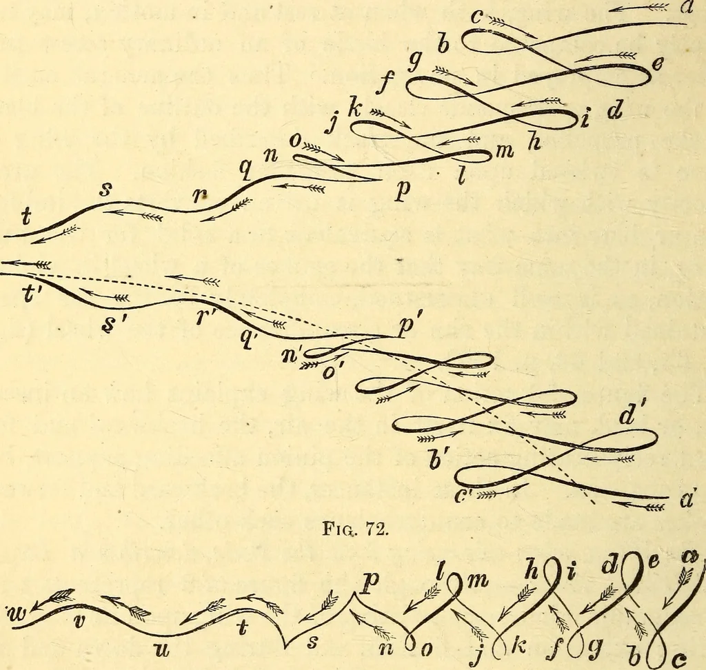 An illustration from Animal locomotion, or Walking, swimming, and flying, with a dissertation on aëronautics, 1874, leaf 169