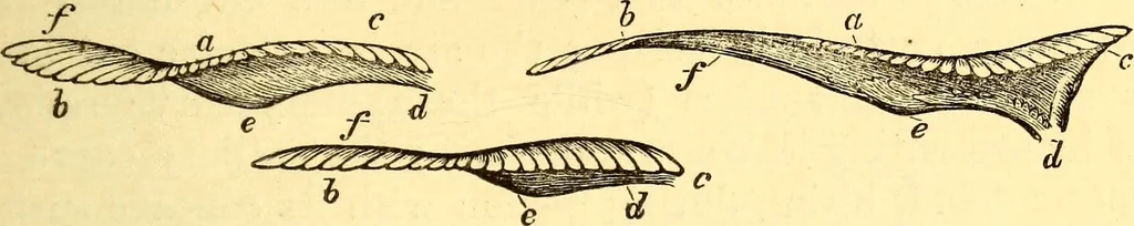 An illustration from Animal locomotion, or Walking, swimming, and flying, with a dissertation on aëronautics, 1874, leaf 172