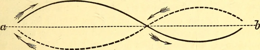 An illustration from Animal locomotion, or Walking, swimming, and flying, with a dissertation on aëronautics, 1874, leaf 172