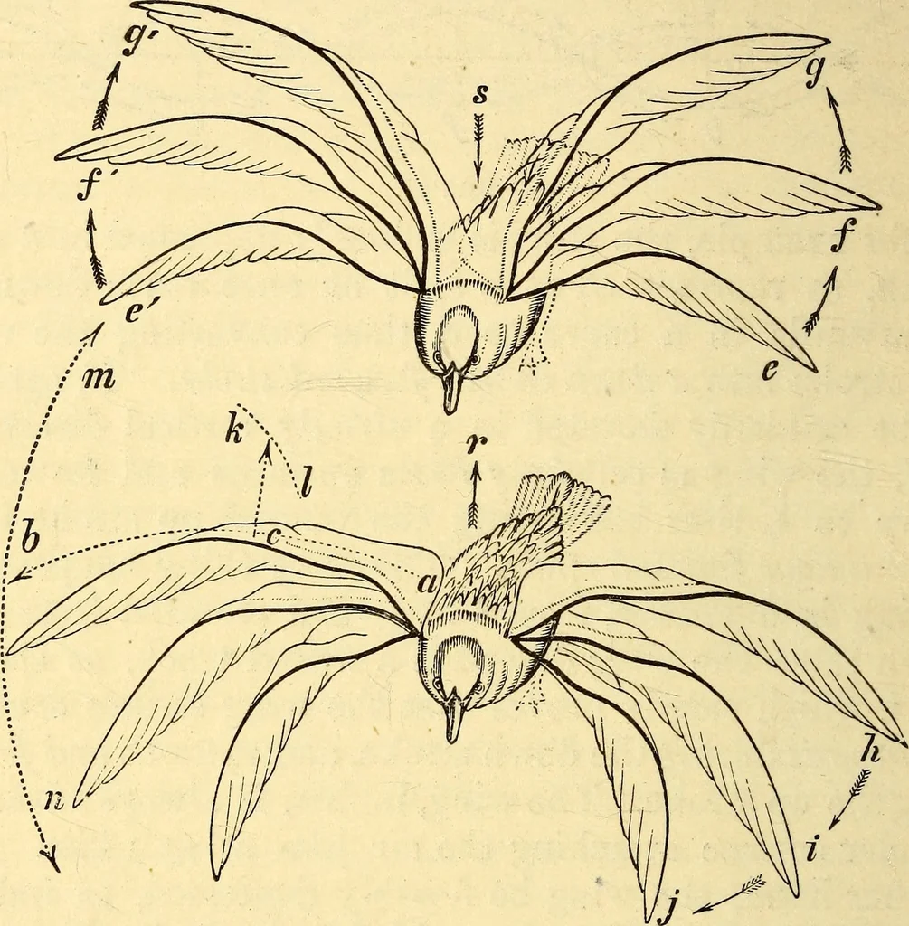 An illustration from Animal locomotion, or Walking, swimming, and flying, with a dissertation on aëronautics, 1874, leaf 183