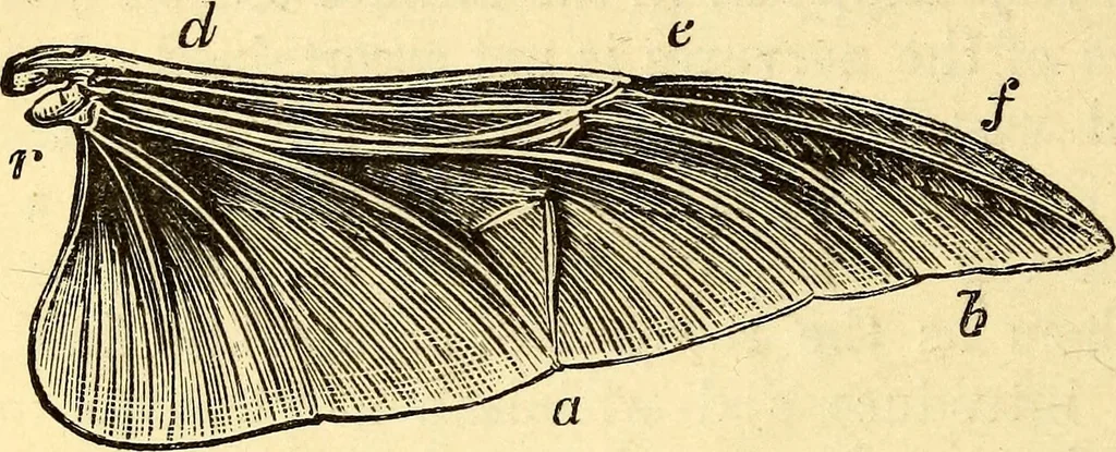 An illustration from Animal locomotion, or Walking, swimming, and flying, with a dissertation on aëronautics, 1874, leaf 199