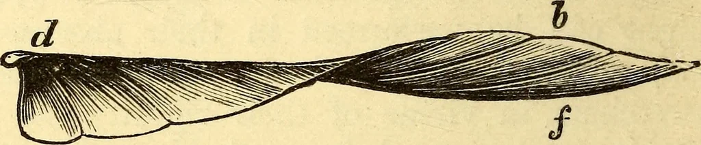 An illustration from Animal locomotion, or Walking, swimming, and flying, with a dissertation on aëronautics, 1874, leaf 199