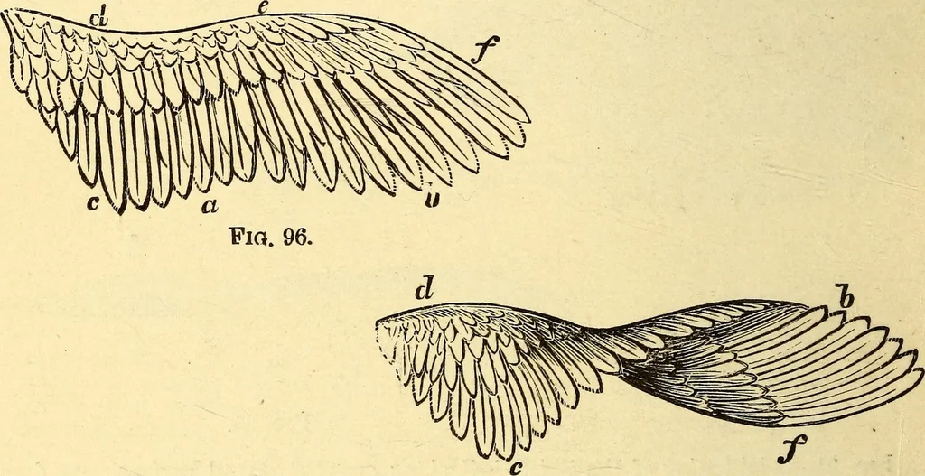 An illustration from Animal locomotion, or Walking, swimming, and flying, with a dissertation on aëronautics, 1874, leaf 201